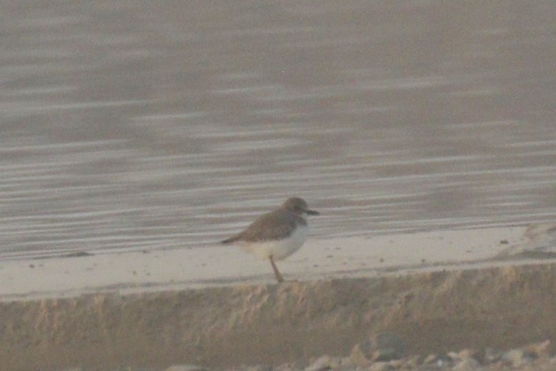 Greater Sand-Plover - ML646045058