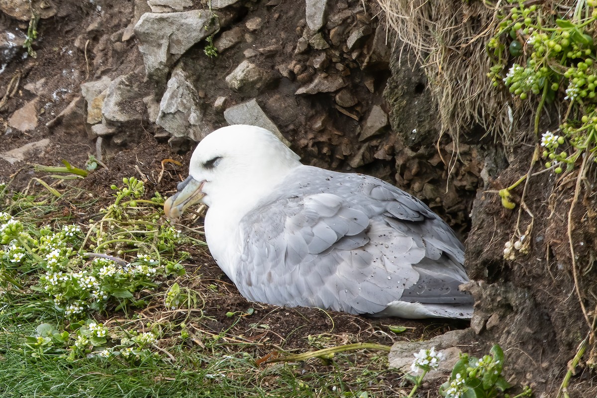Northern Fulmar - Kalpesh Krishna