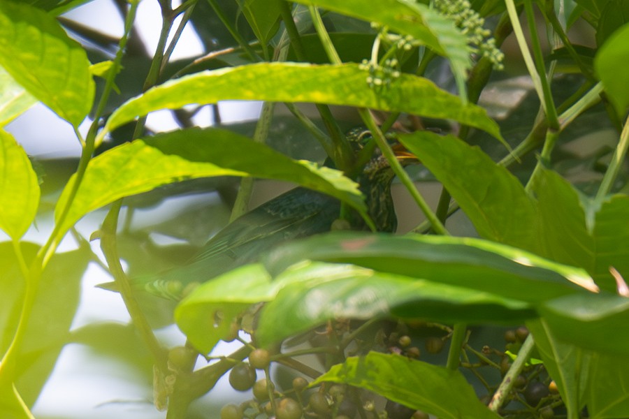 Siberian Thrush - ML646045060