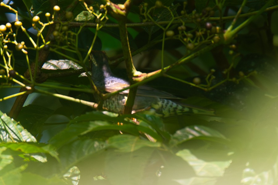 Siberian Thrush - ML646045061