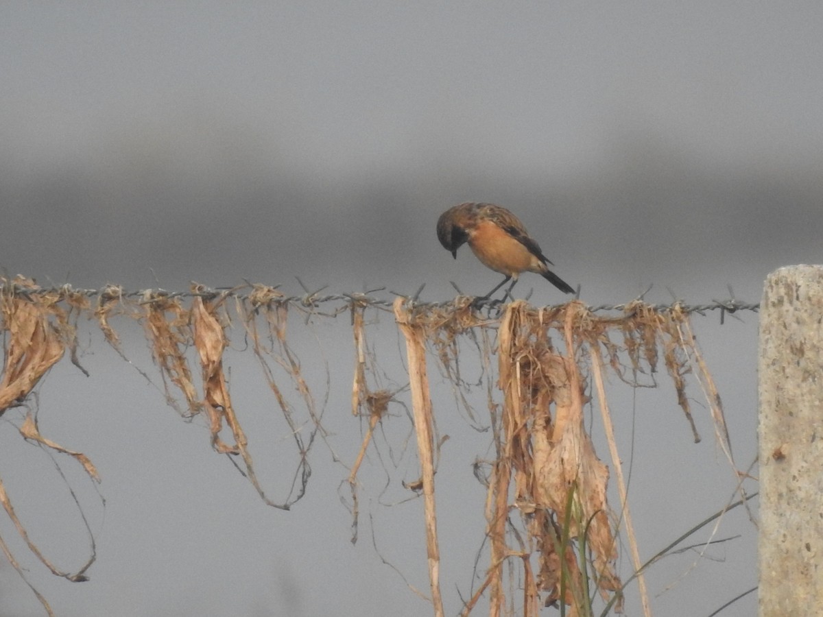 bramborníček sibiřský - ML646045067
