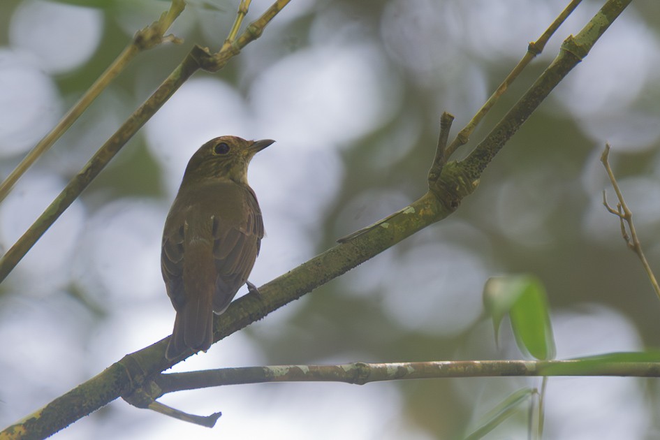 Blue-and-white/Zappey's Flycatcher - ML646045074