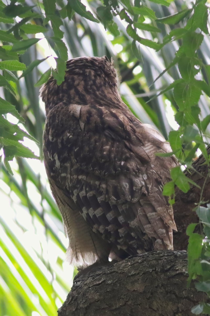 Búho Pescador de Sri Lanka - ML646045076