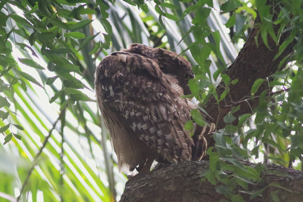 Búho Pescador de Sri Lanka - ML646045077