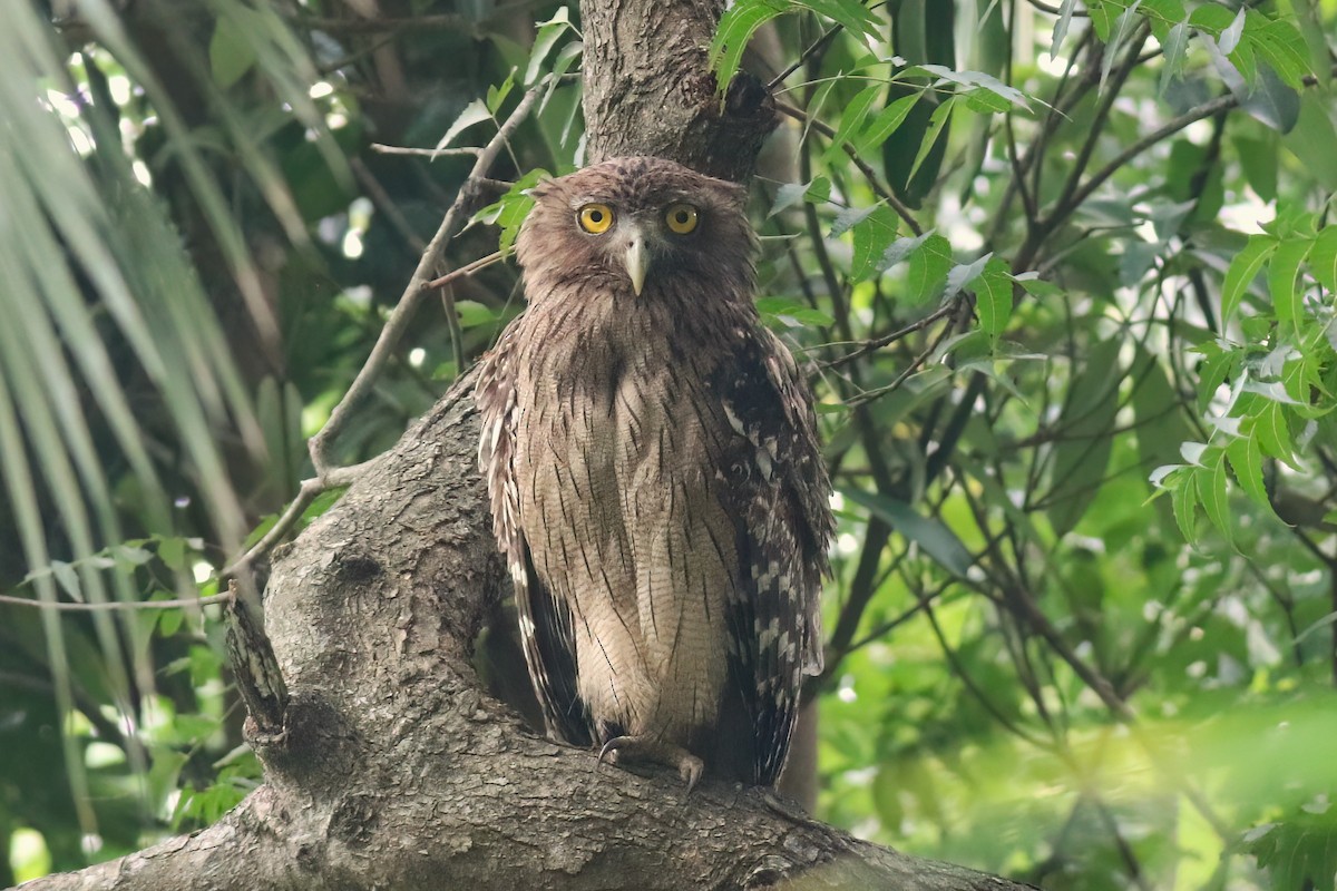 Búho Pescador de Sri Lanka - ML646045078