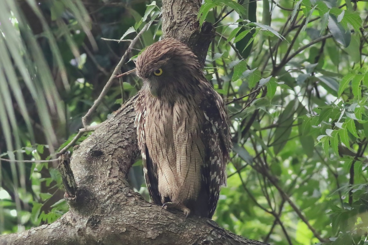 Búho Pescador de Sri Lanka - ML646045079