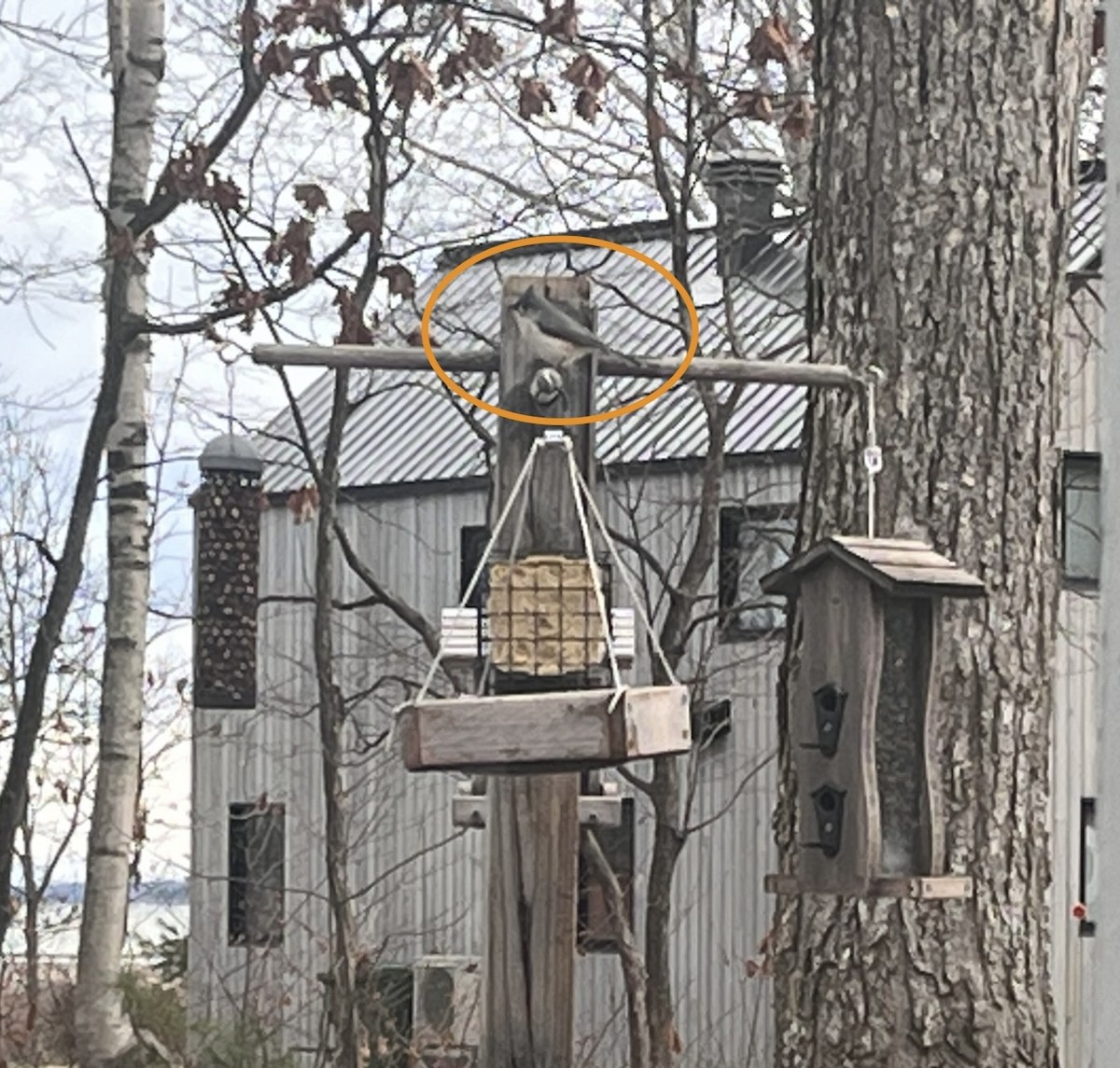 Tufted Titmouse - ML646045082