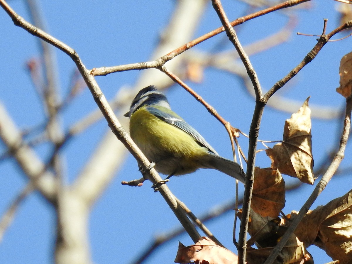 Herrerillo Común - ML646045105