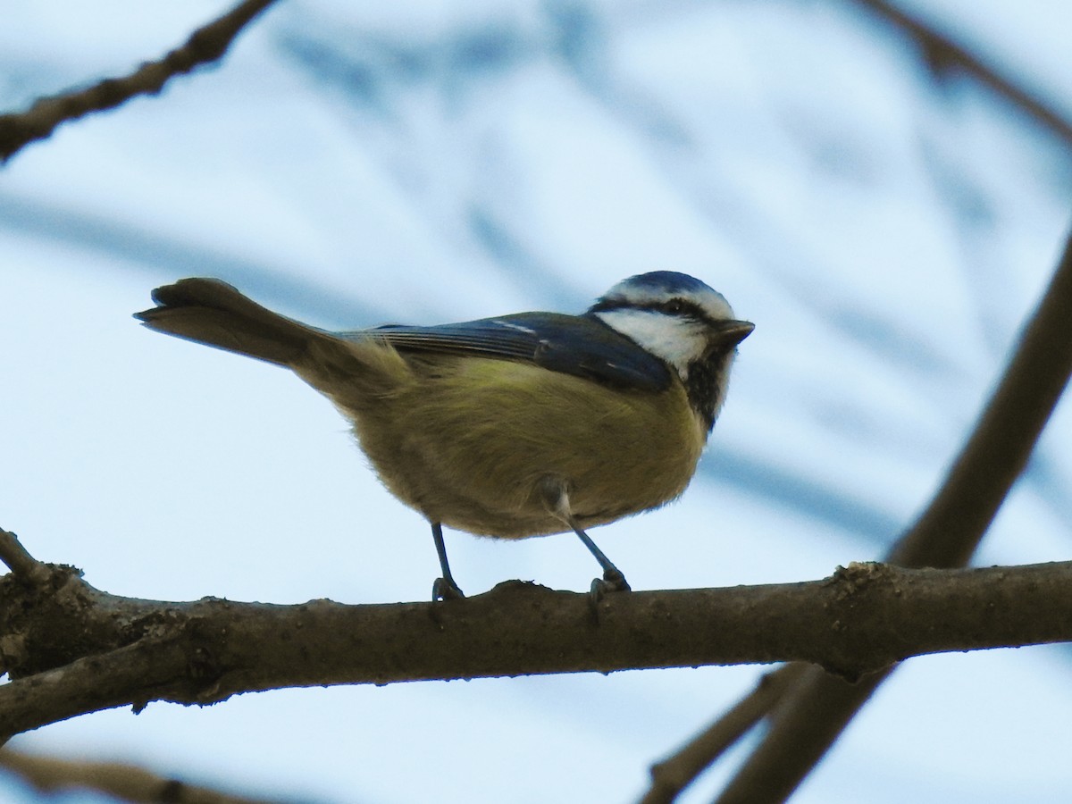 Herrerillo Común - ML646045106