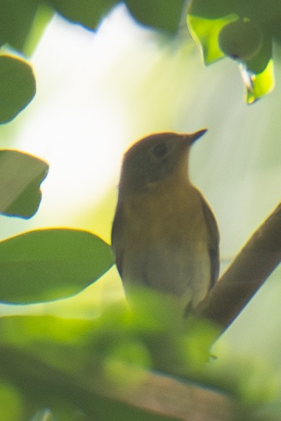 Mugimaki Flycatcher - ML646045124