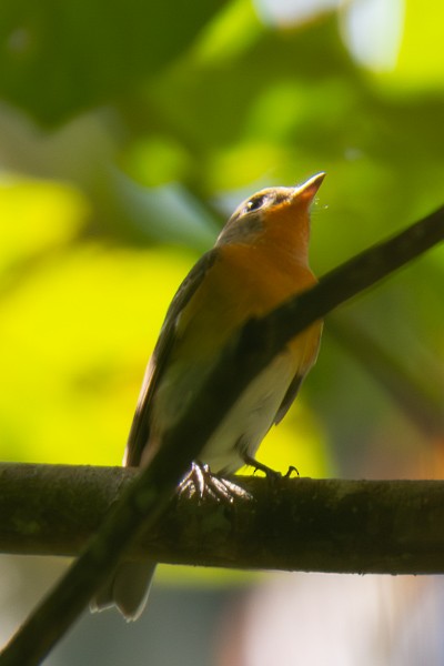 Mugimaki Flycatcher - ML646045125
