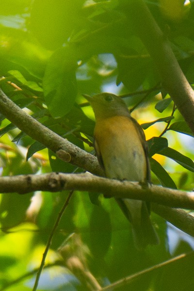 Mugimaki Flycatcher - ML646045126