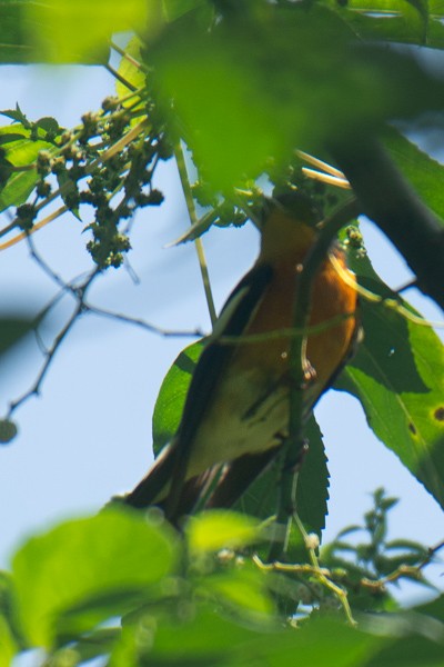 Mugimaki Flycatcher - ML646045127