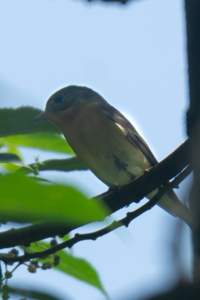 Mugimaki Flycatcher - ML646045128