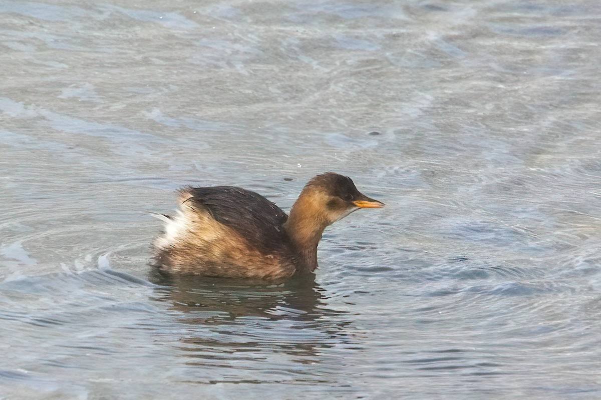 Little Grebe - ML646045130