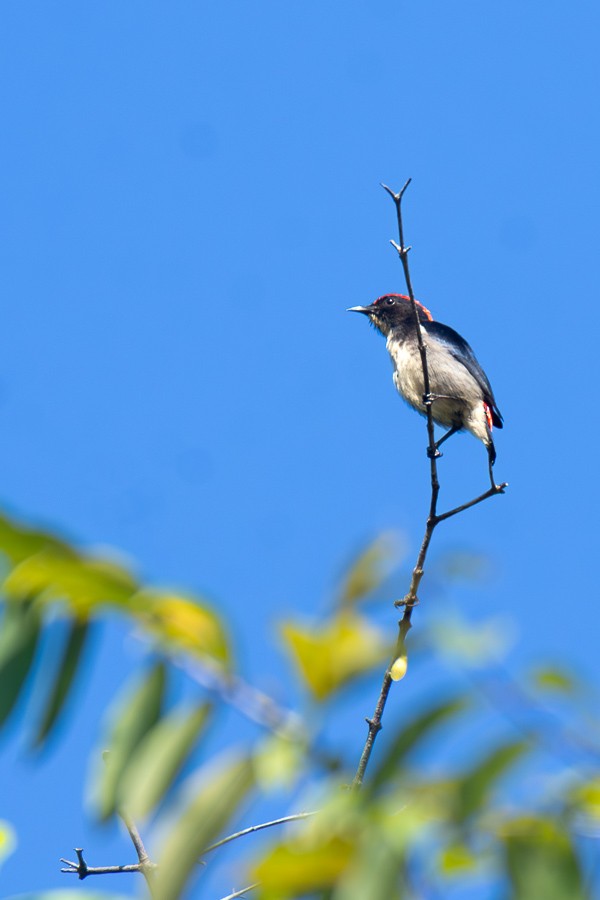 Scarlet-backed Flowerpecker - ML646045133