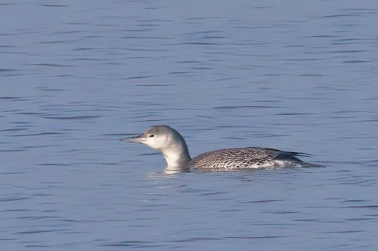 Red-throated Loon - ML646045134