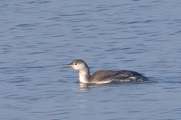 Red-throated Loon - ML646045136