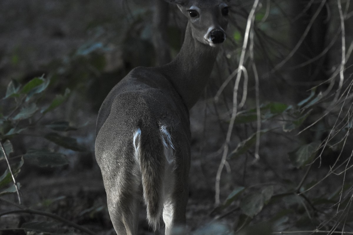 Coues's White-tailed Deer - ML646045147