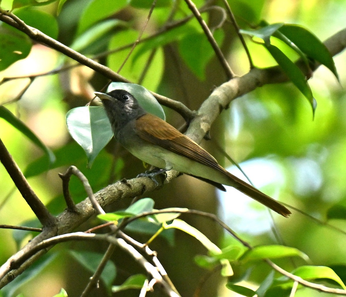 Siyah Japon Monarkı - ML646045155