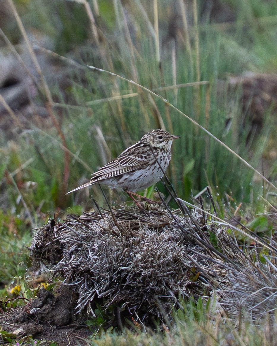 Correndera Pipit - ML646045157