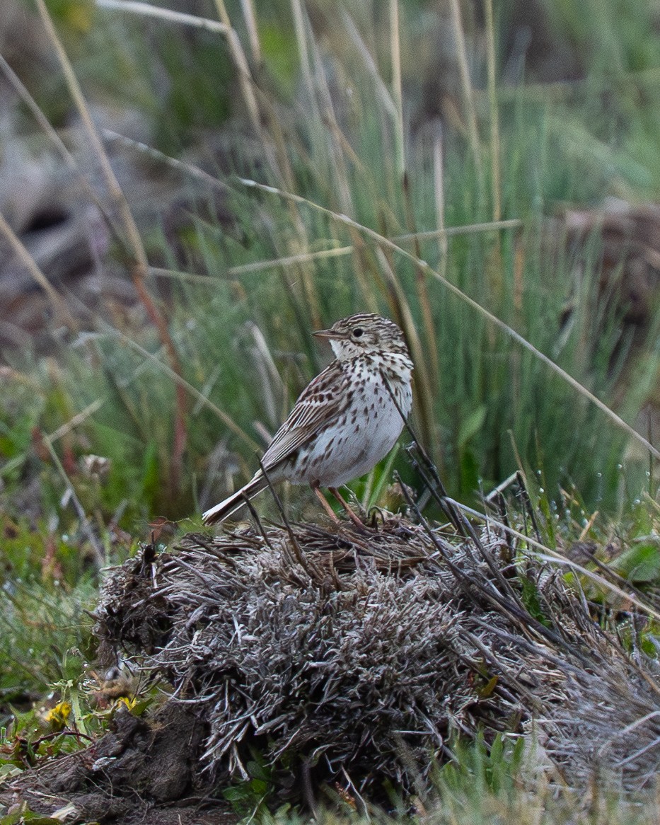 Correndera Pipit - ML646045159