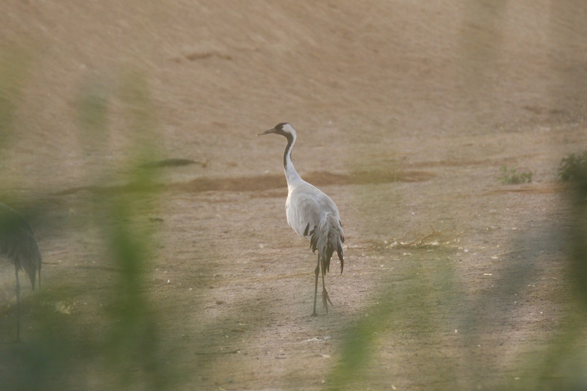 Common Crane - ML646045171