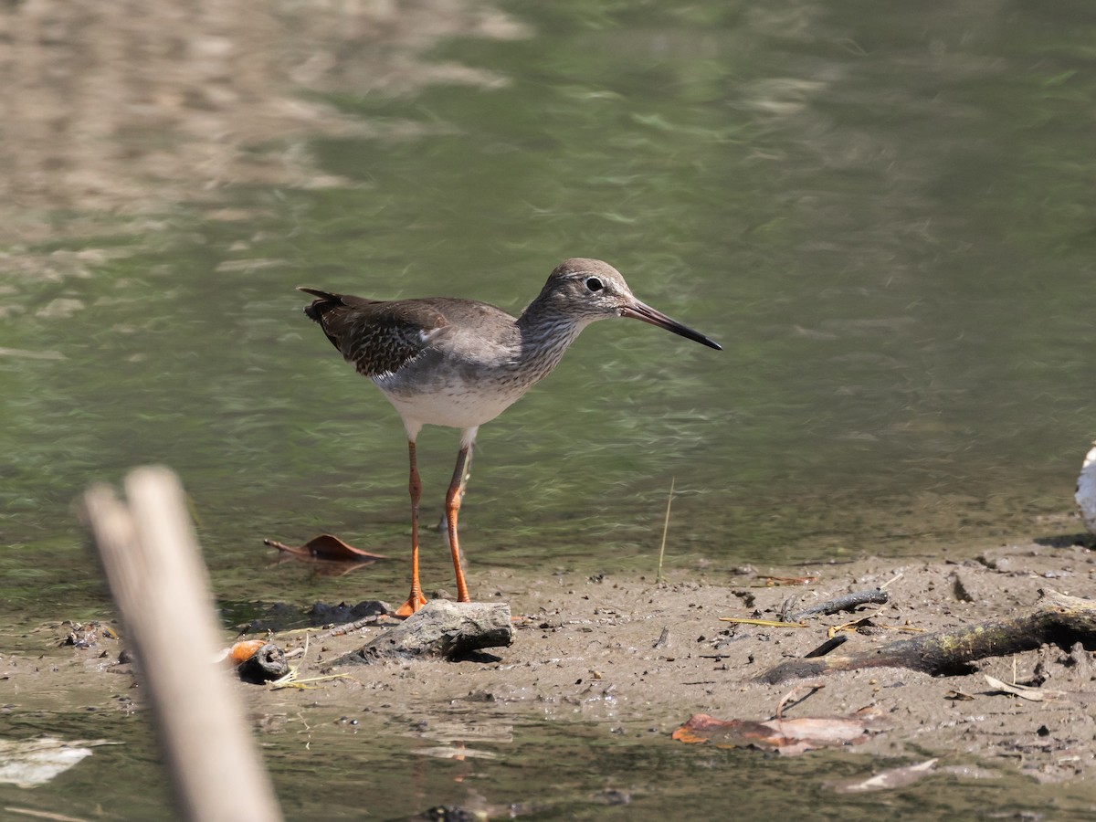 Common Redshank - ML646045172