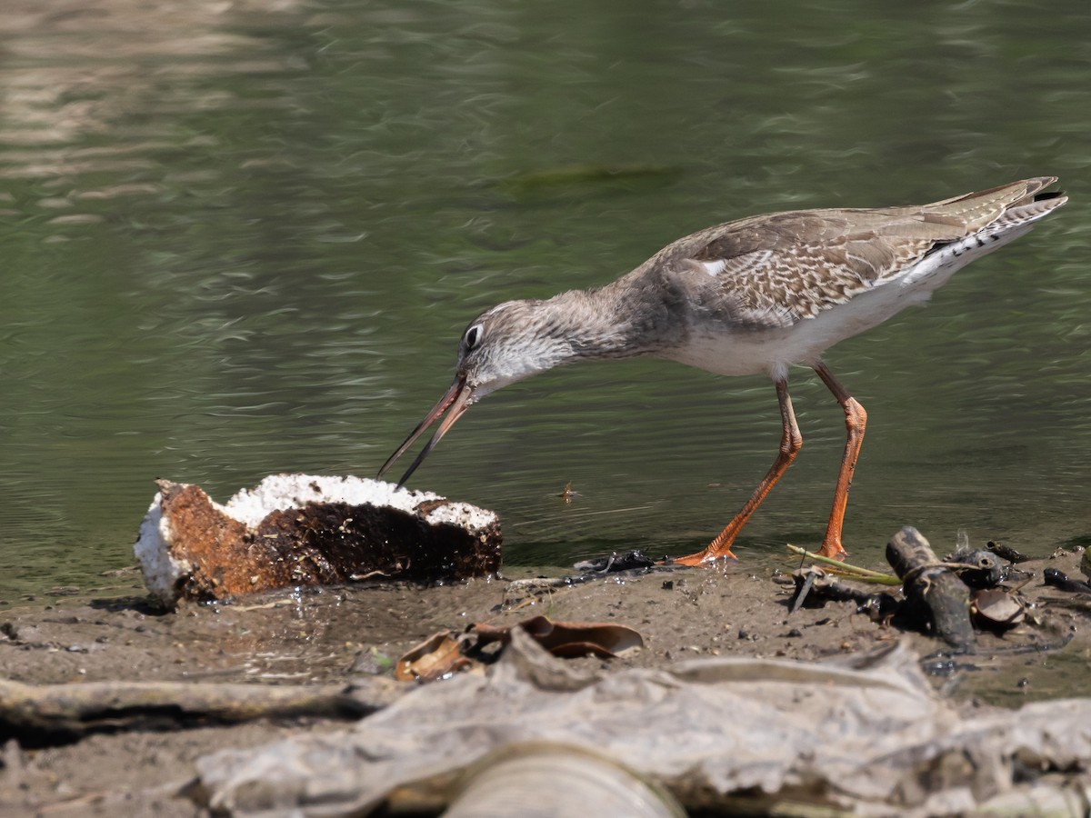 Common Redshank - ML646045173