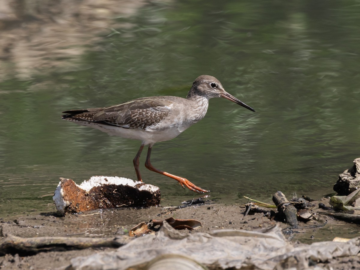 Common Redshank - ML646045174