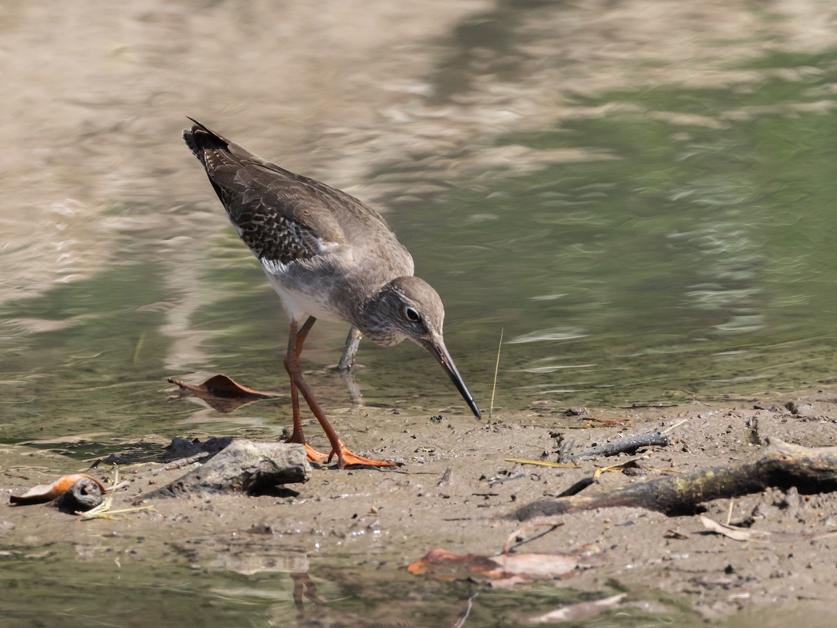 Common Redshank - ML646045175