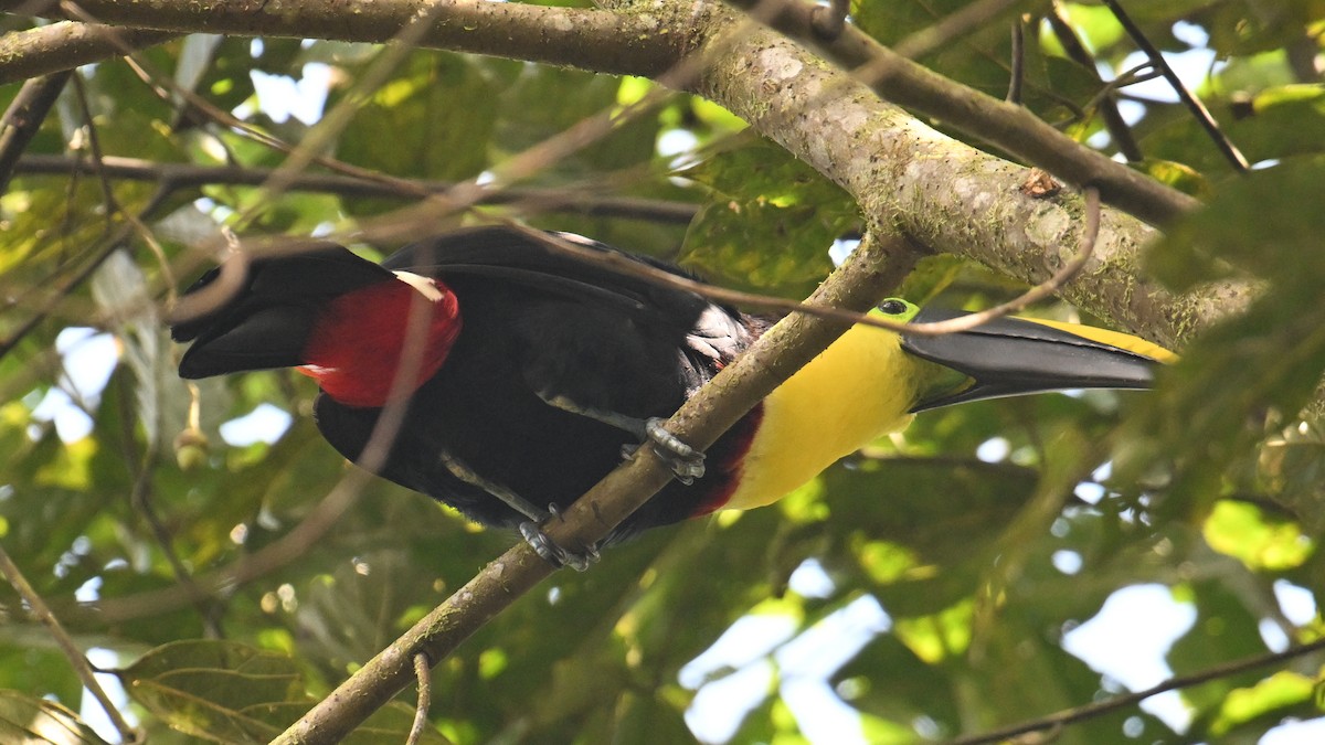 Choco Toucan - ML646045176