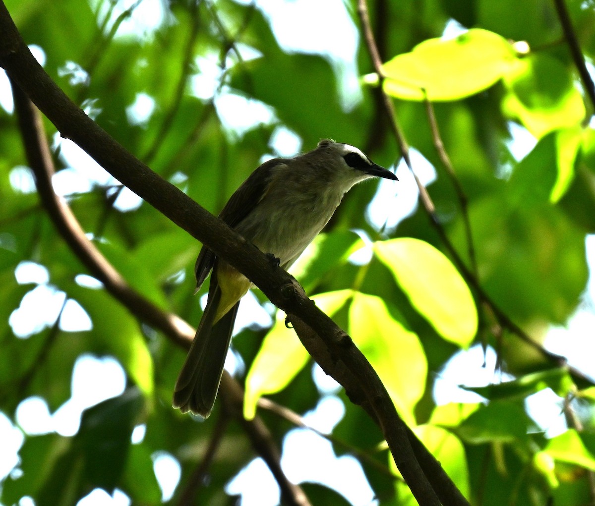 Yellow-vented Bulbul - ML646045178