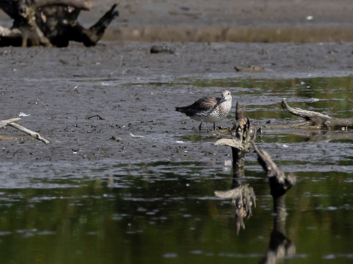 Great Knot - ML646045179