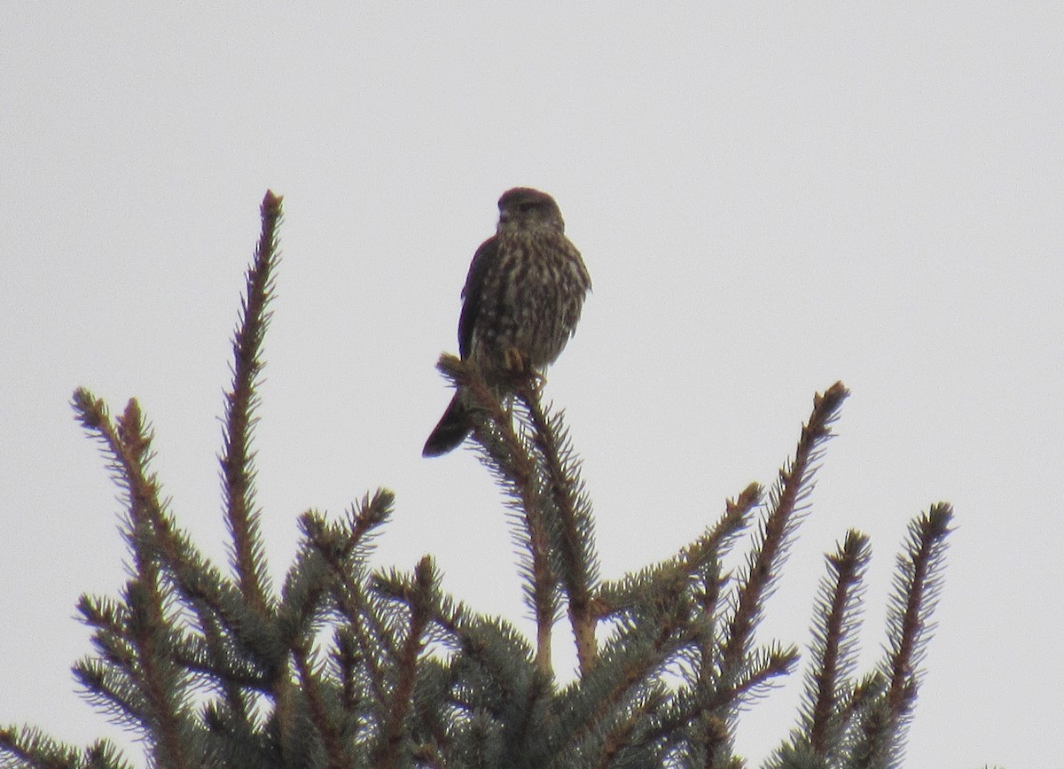 Merlin - ML646045180