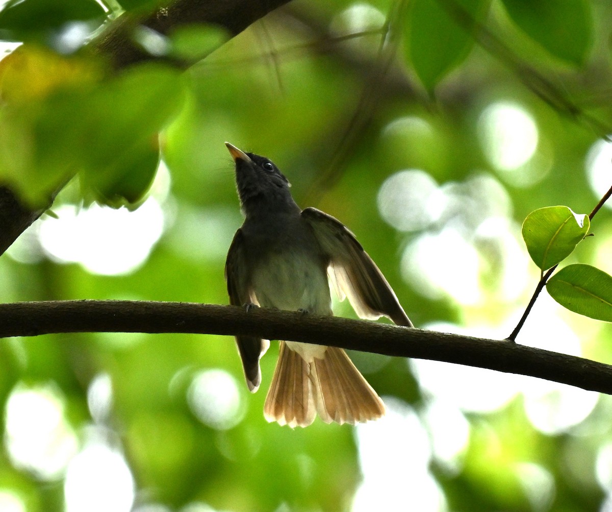 Siyah Japon Monarkı - ML646045182