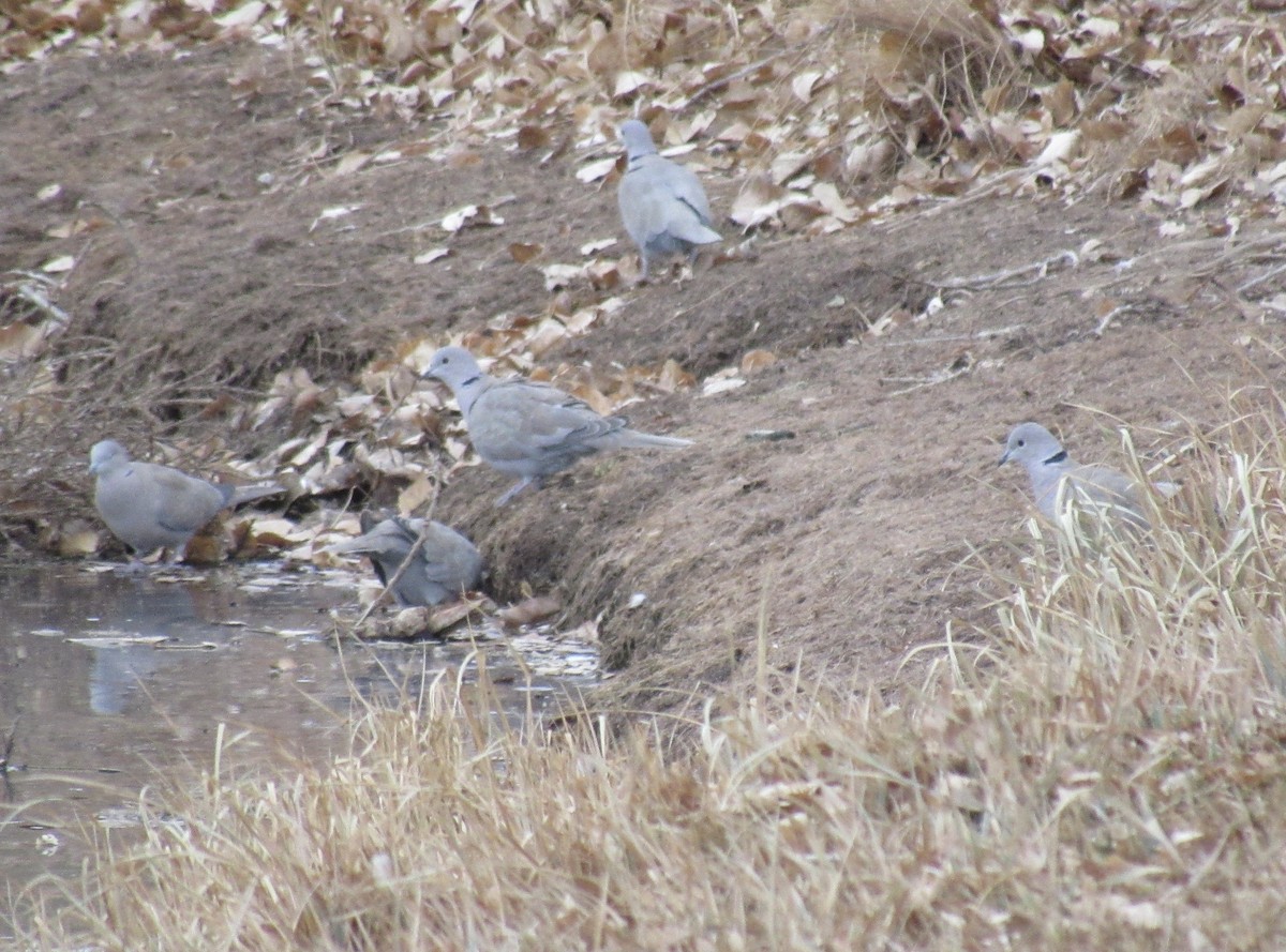 hrdlička zahradní - ML646045183