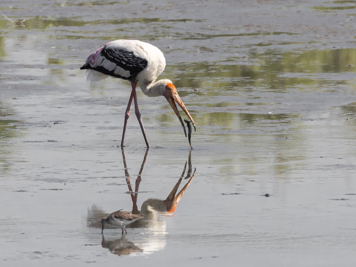 nesyt indický - ML646045184