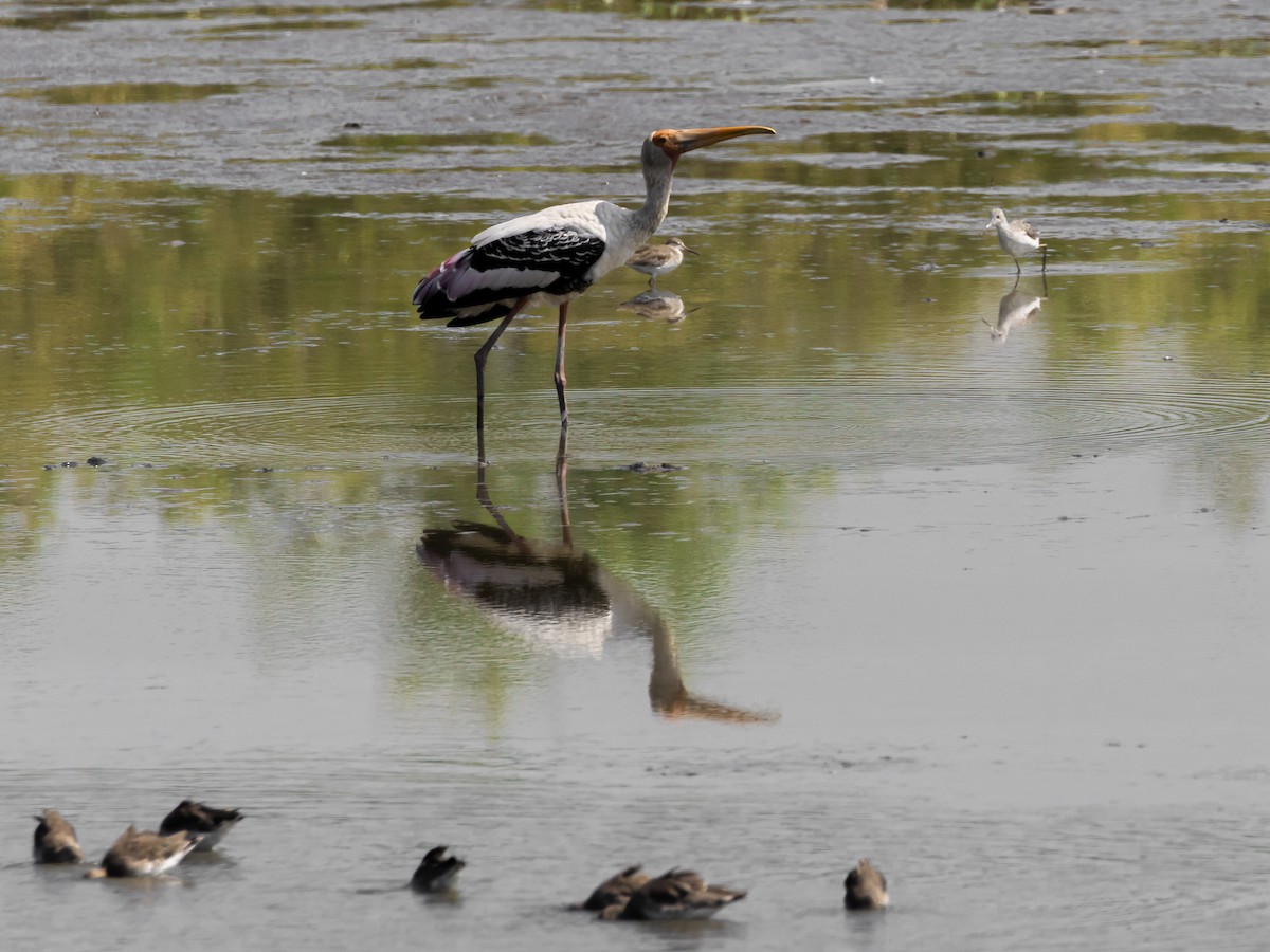 nesyt indický - ML646045185