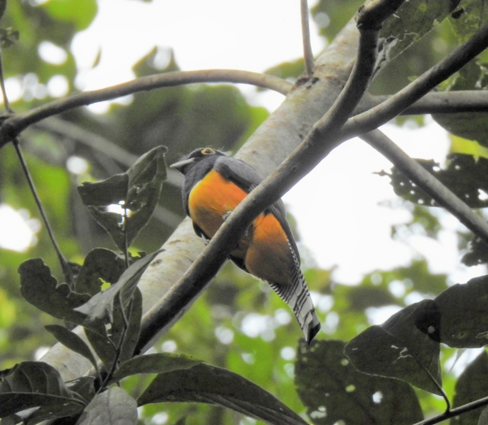 Gartered Violaceous Trogon - ML646045187