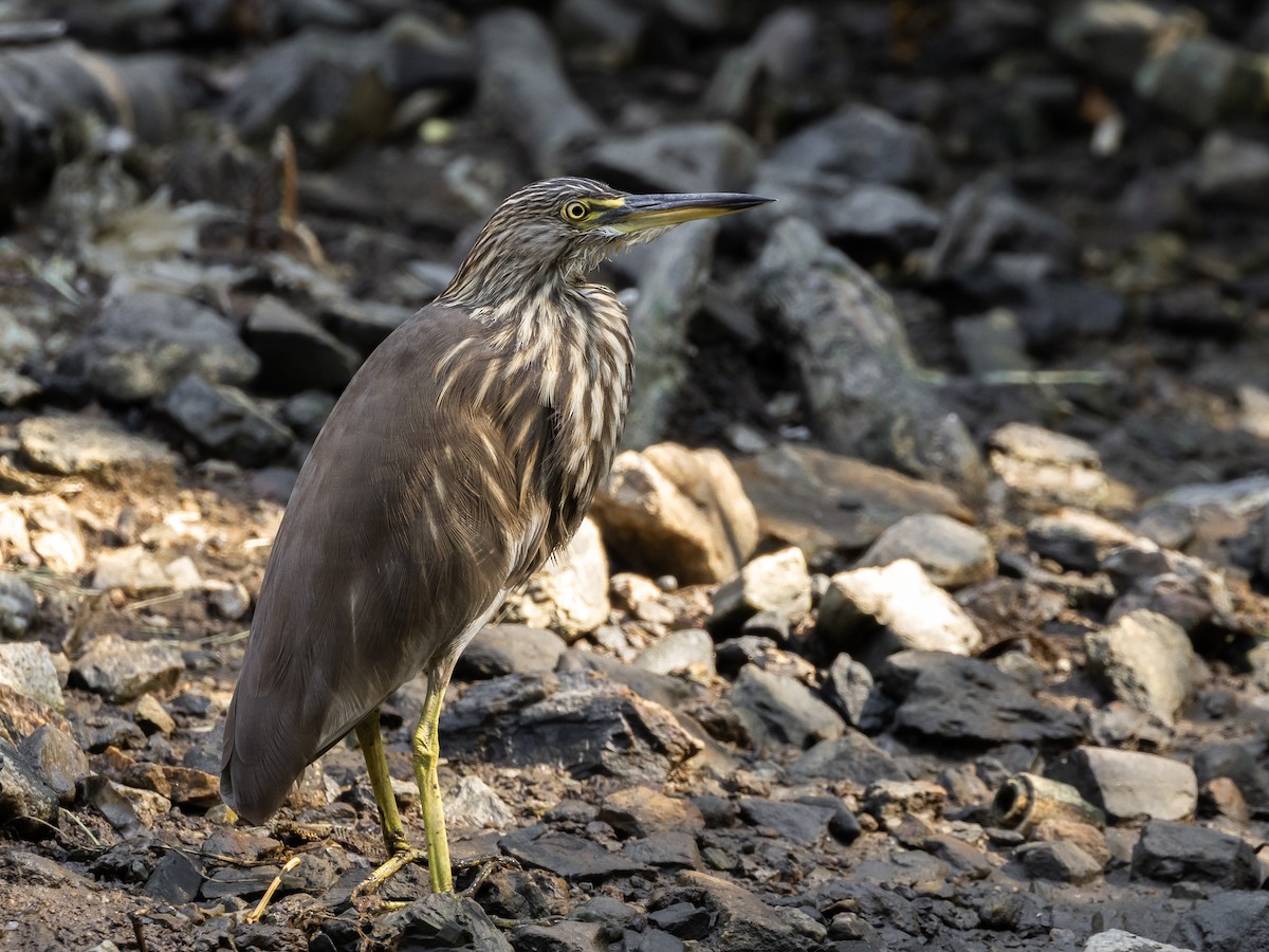 Chinese Pond-Heron - ML646045189