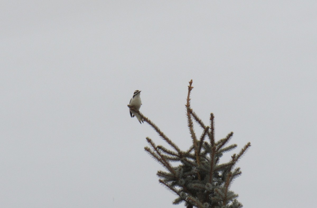 Hairy Woodpecker - ML646045190