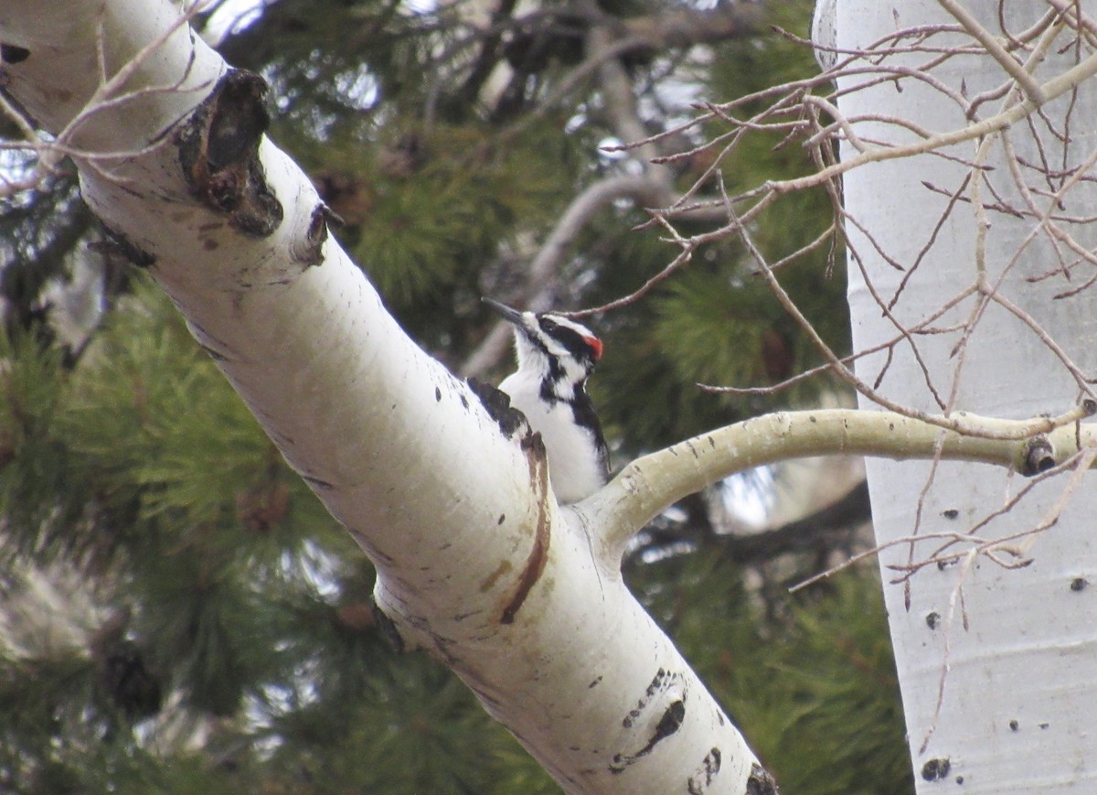 Hairy Woodpecker - ML646045191