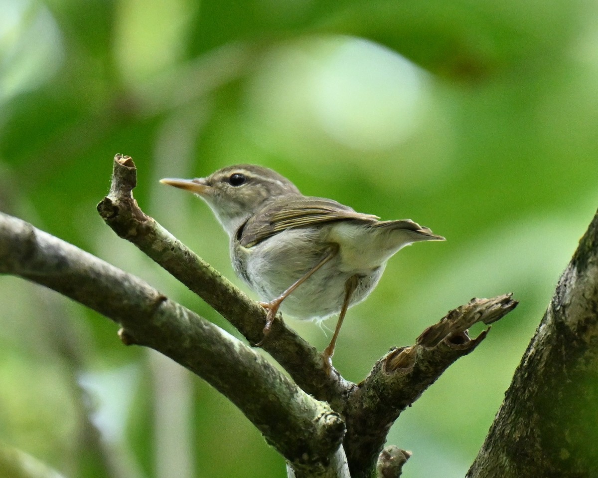 Arctic Warbler - ML646045192
