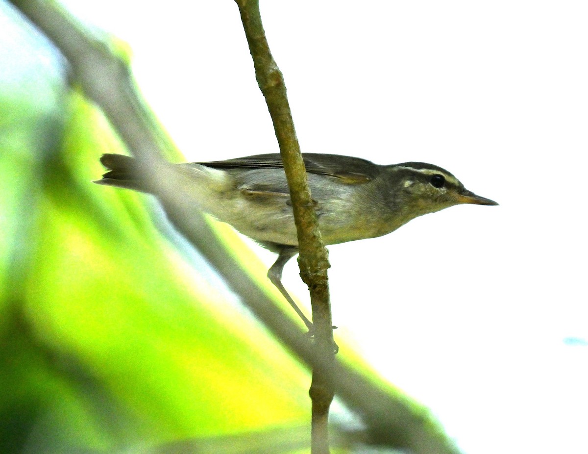 Arctic Warbler - ML646045193