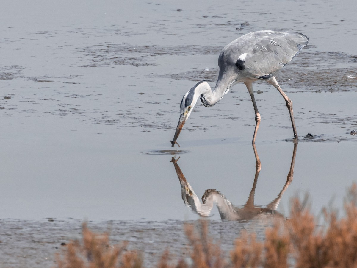 Gray Heron - ML646045194