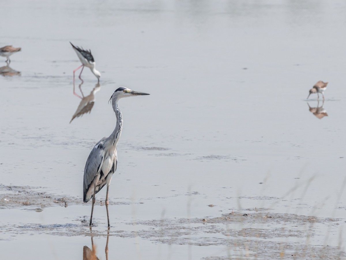 Gray Heron - ML646045195