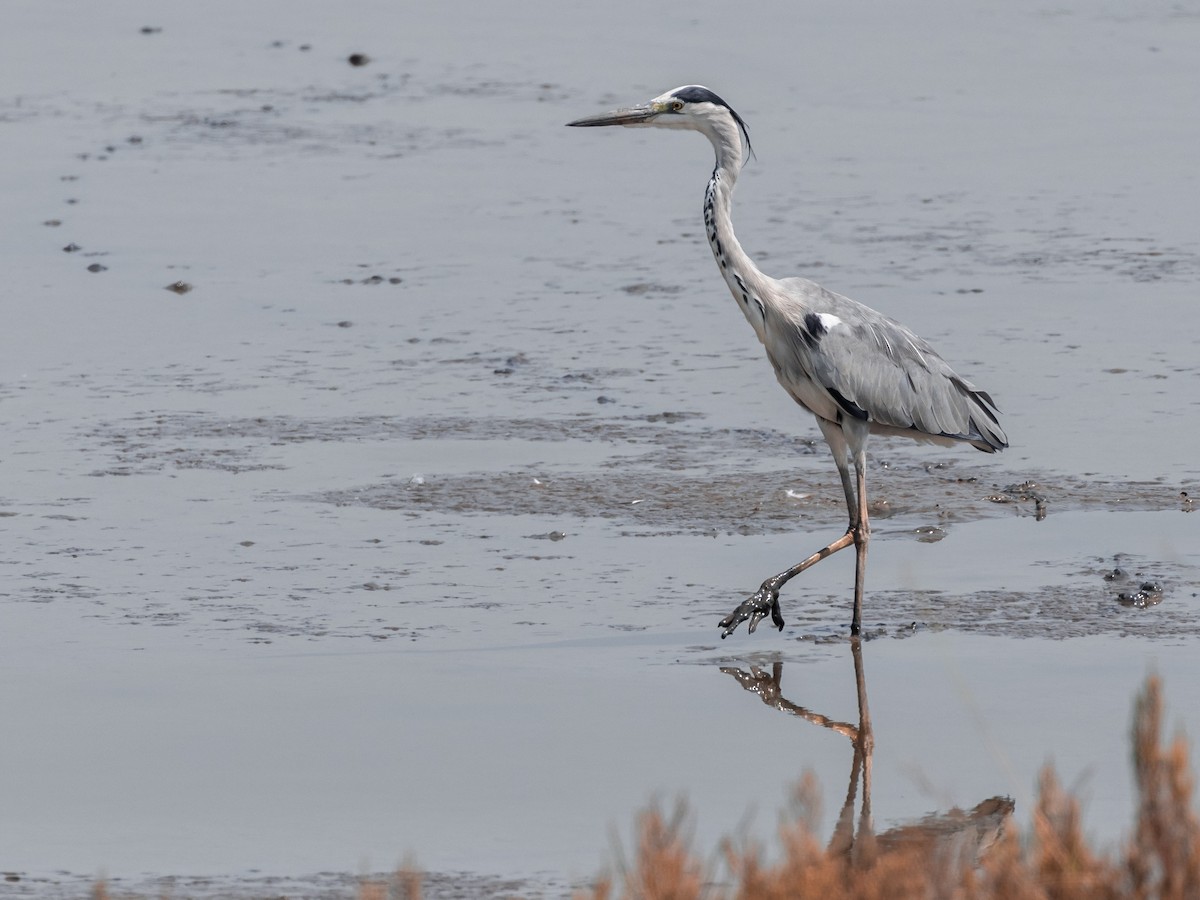 Gray Heron - ML646045196