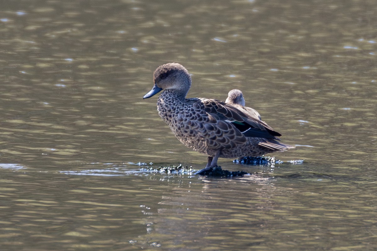 Gray Teal - ML646045199