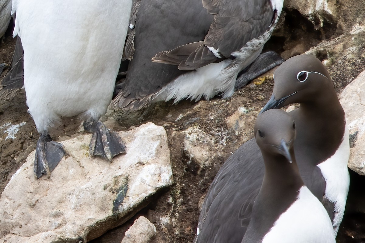 Common Murre - ML646045201